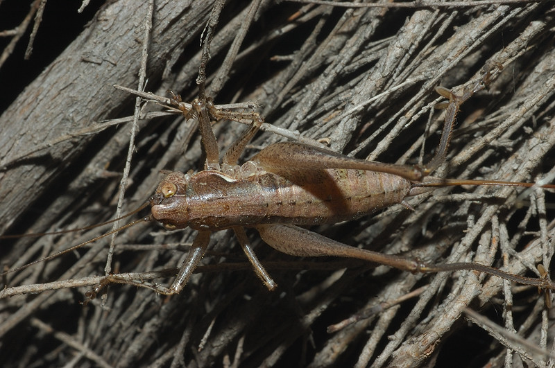 Rhacocleis cf. germanica (Tettigoniidae)