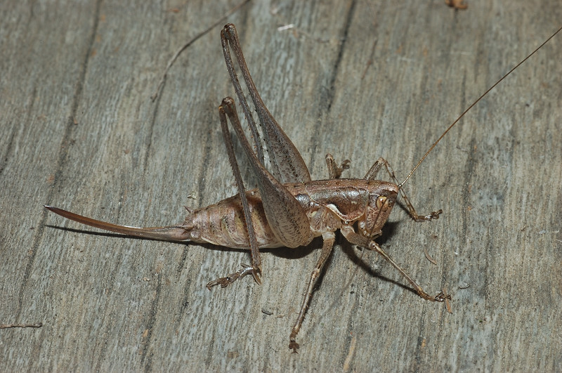 Rhacocleis cf. germanica (Tettigoniidae)