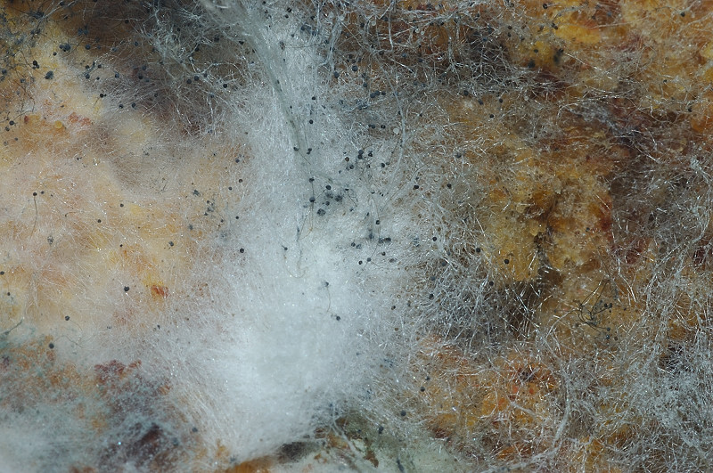 La muffa del pane Aspergillus niger