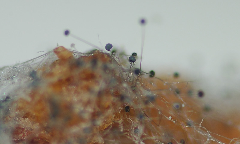 La muffa del pane Aspergillus niger