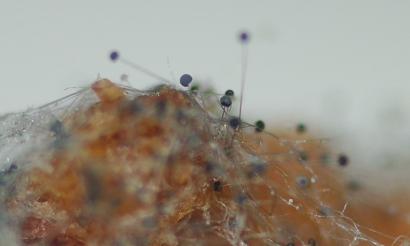 La muffa del pane Aspergillus niger