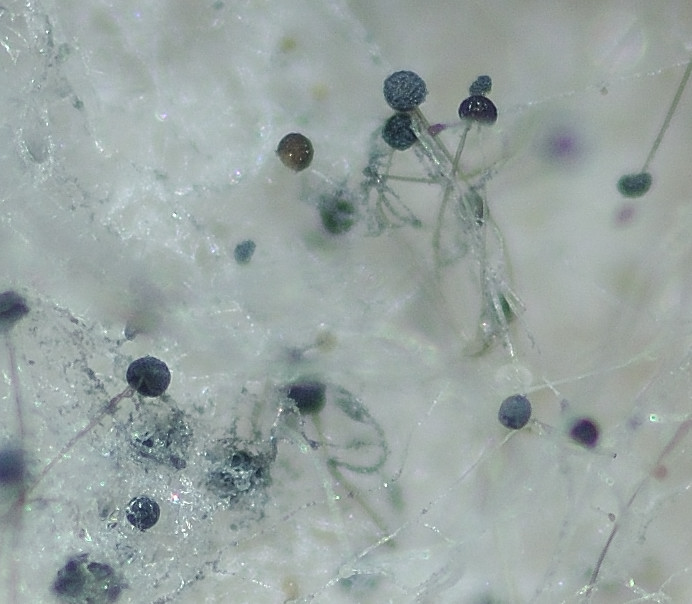 La muffa del pane Aspergillus niger