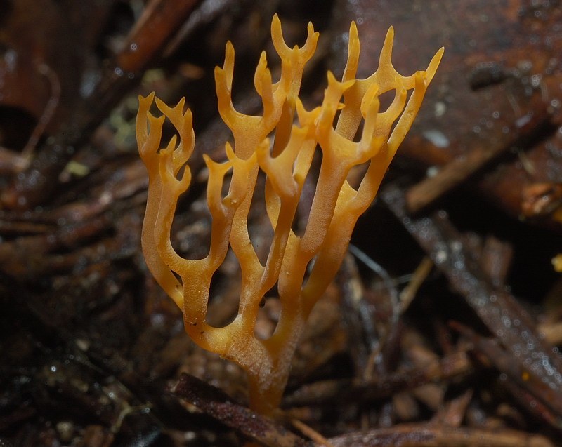 I funghi della Pineta di Castelfusano (Ostia)