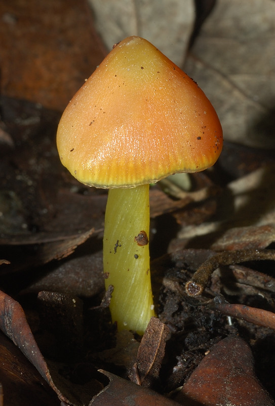 I funghi della Pineta di Castelfusano (Ostia)