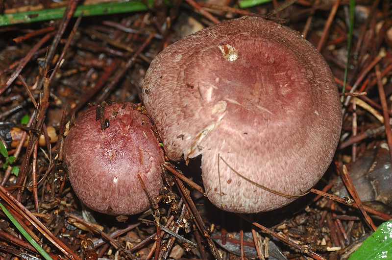 I funghi della Pineta di Castelfusano (Ostia)