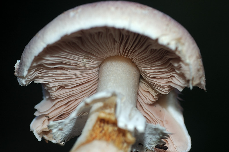 I funghi della Pineta di Castelfusano (Ostia)