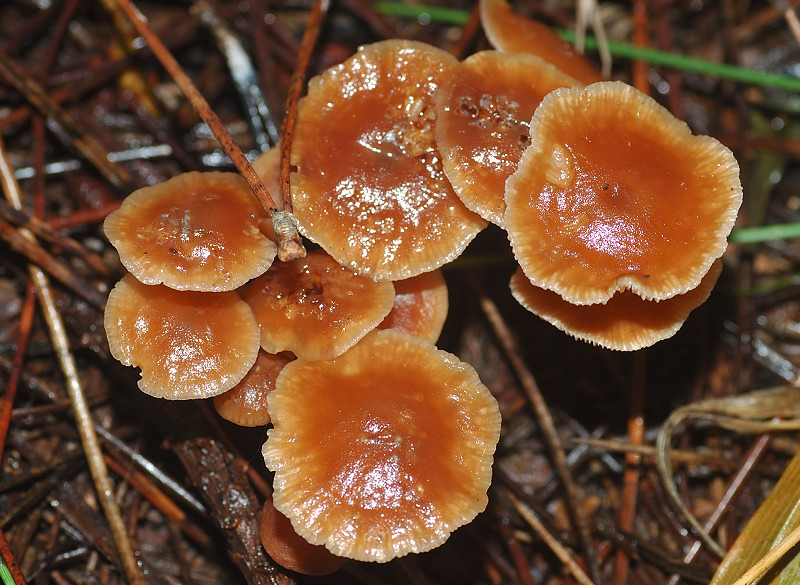 I funghi della Pineta di Castelfusano (Ostia)