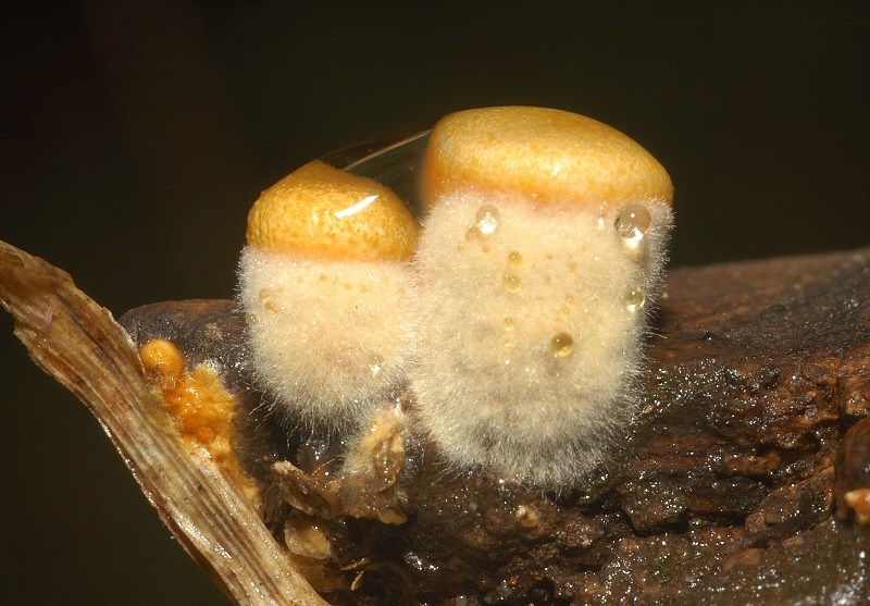 I funghi della Pineta di Castelfusano (Ostia)