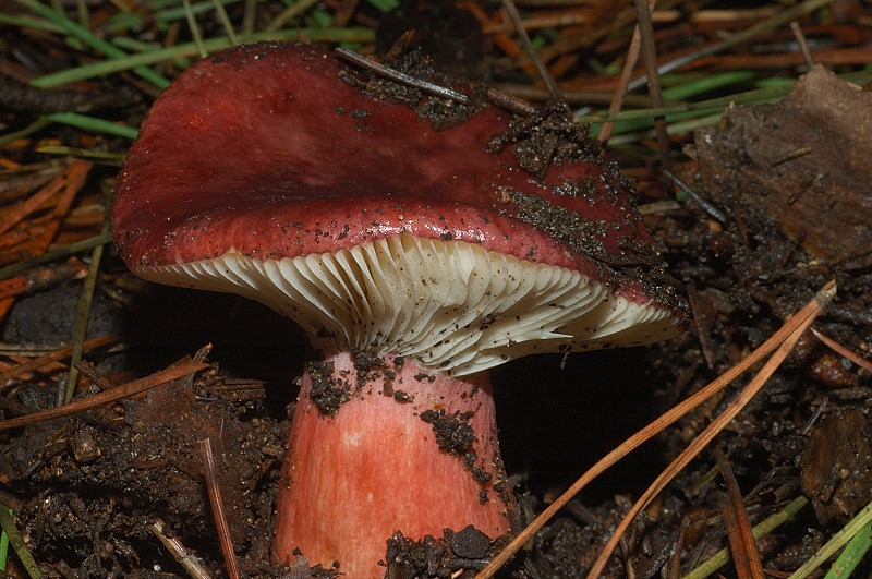 I funghi della Pineta di Procoio