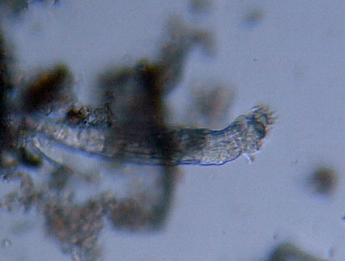 Microscopia delle acque astatiche del Bosco di Foglino