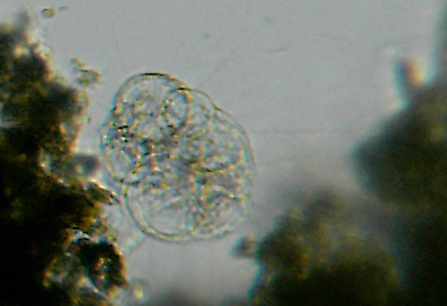 Microscopia nel fiume Greve