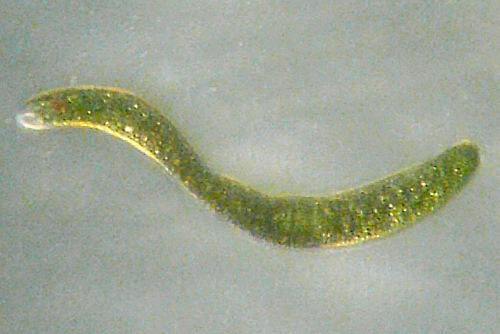 Euglena sp.