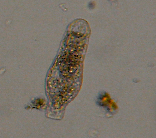 Microscopia nel fiume Greve