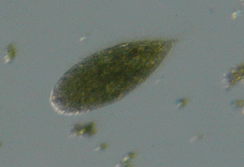 Microscopia delle acque sulfuree di Canale Monterano