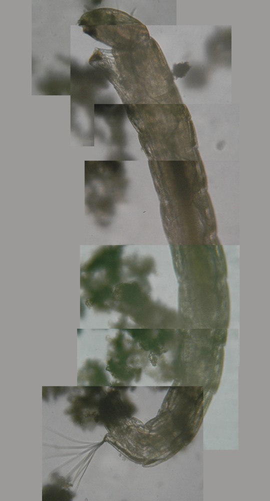 Larva di Chironomidae