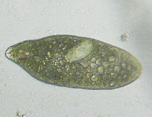 Euglena sp.