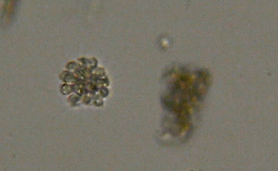 Microscopia nel fiume Greve