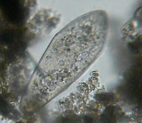 Microscopia nel fiume Greve