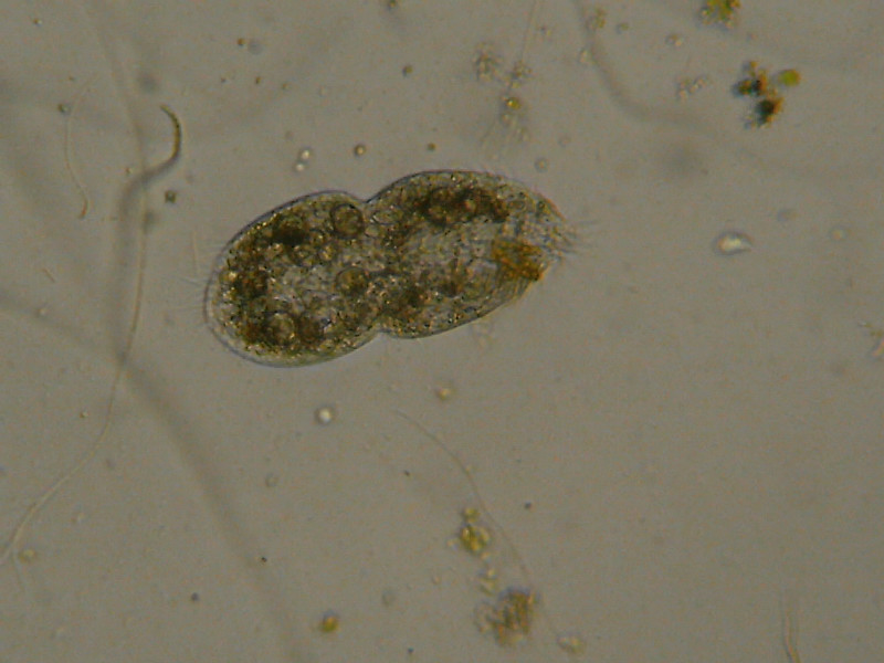 Duplicazione di Euplotes?