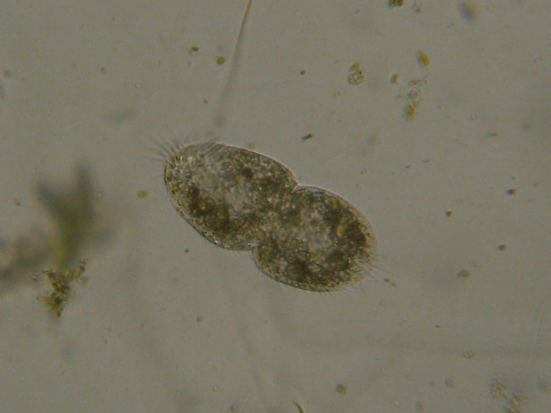 Duplicazione di Euplotes?