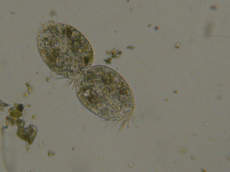 Duplicazione di Euplotes?