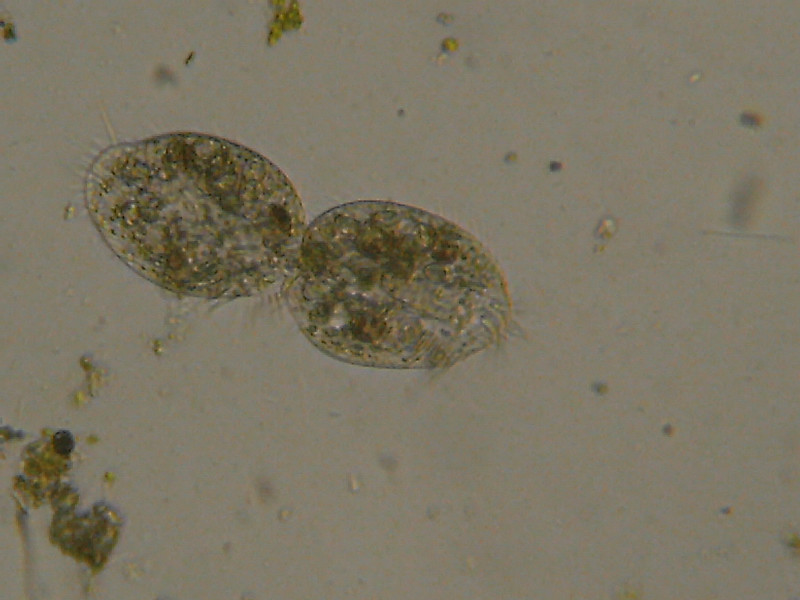 Duplicazione di Euplotes?