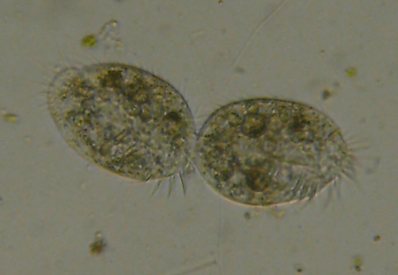 Duplicazione di Euplotes?