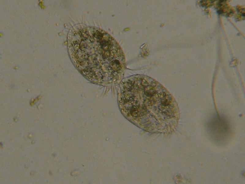 Duplicazione di Euplotes?