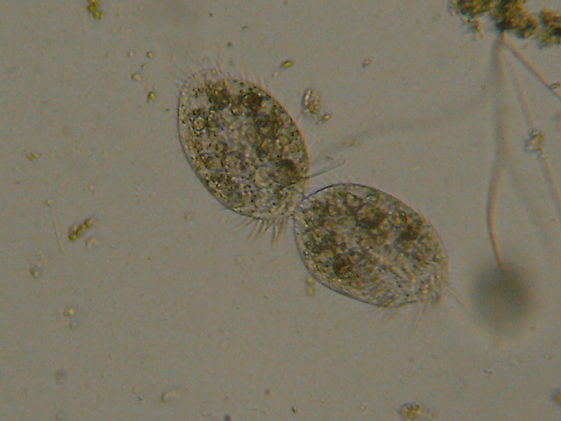 Duplicazione di Euplotes?