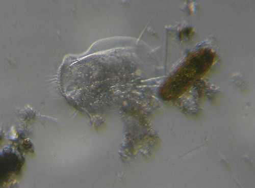 Euplotes patella