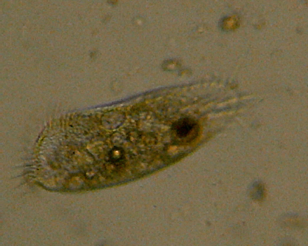 Microscopia delle acque astatiche del Bosco di Foglino