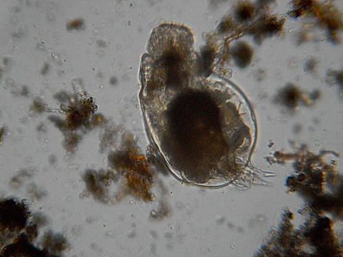Microscopia delle acque astatiche del Bosco di Foglino