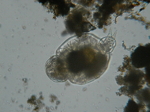 Microscopia delle acque astatiche del Bosco di Foglino