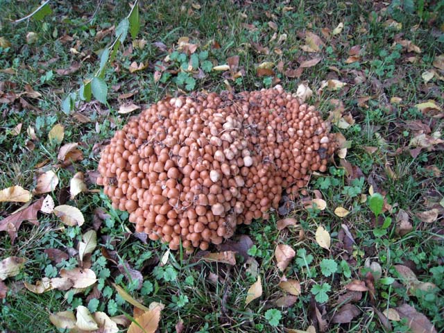 Psathyrella multipedata