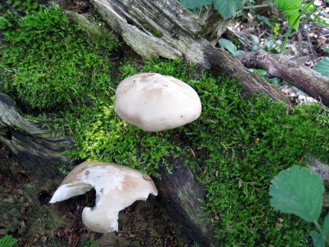 Pluteus da determinare (cfr. Pluteus cervinus fo. alba)