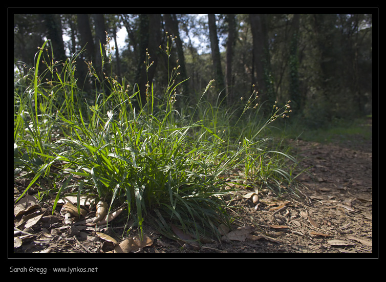 Poaceae da bosco
