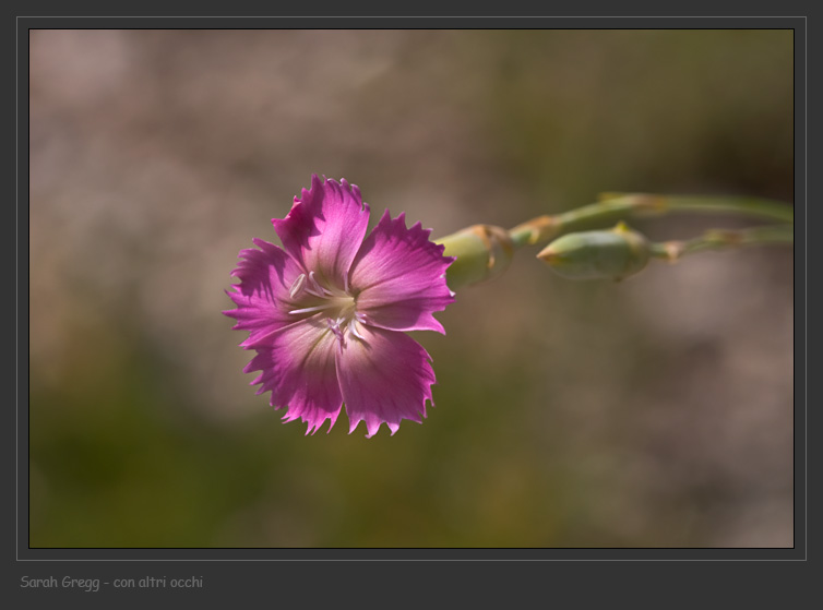 Dianthus sylvestris dalla Majella