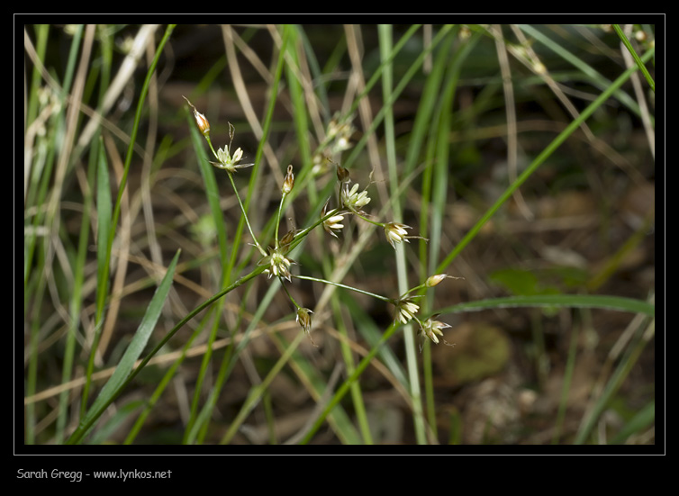 Poaceae da bosco