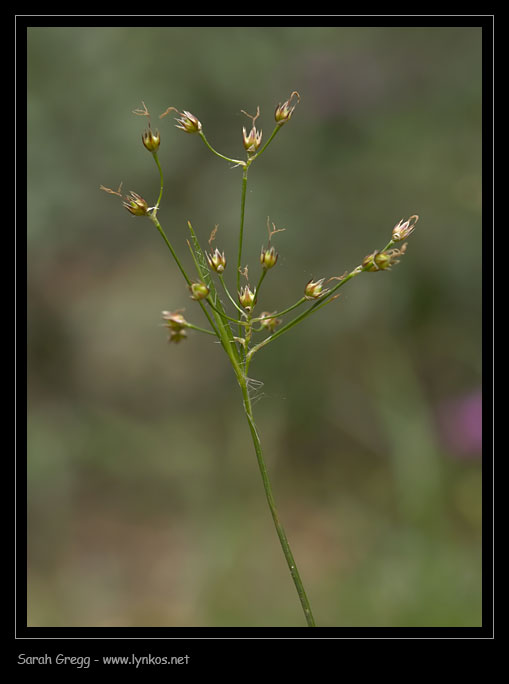 Poaceae da bosco