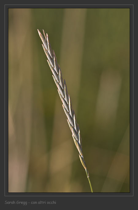 Elymus hispidus