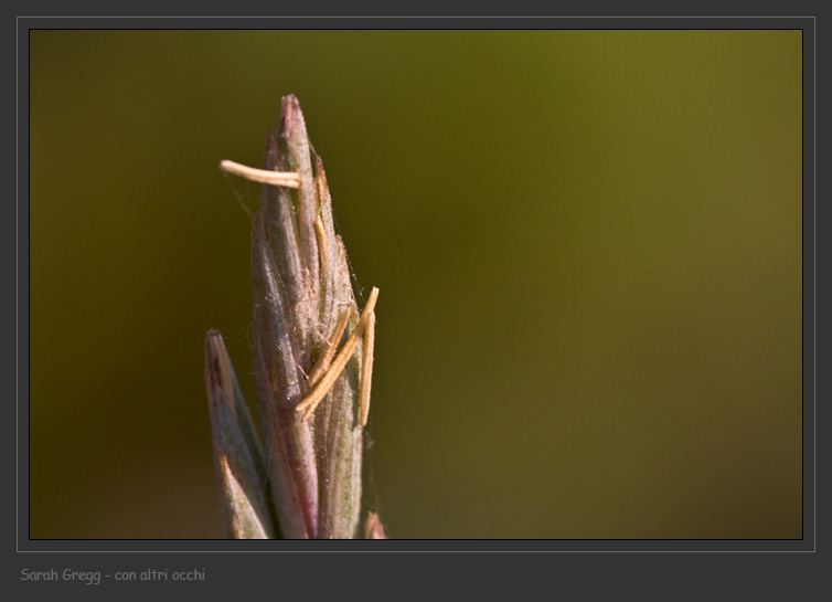 Elymus hispidus