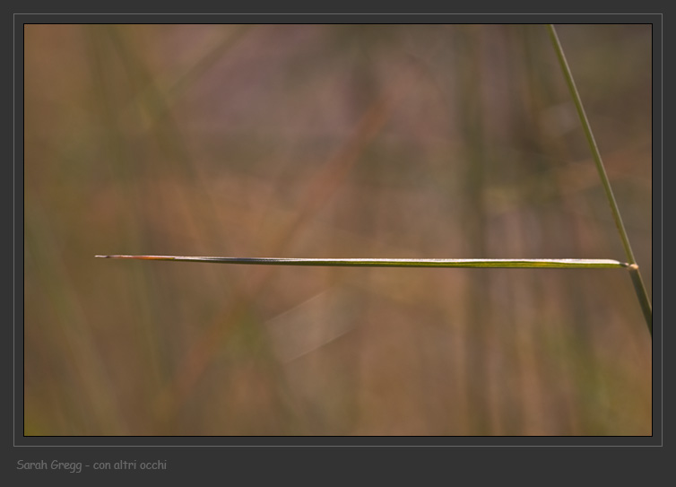 Elymus hispidus