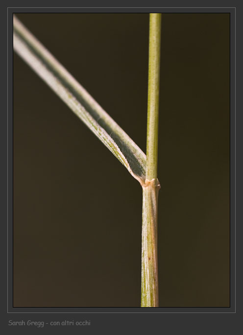 Elymus hispidus