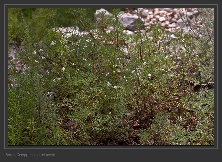 Non so dove iniziare - Asperula sp.