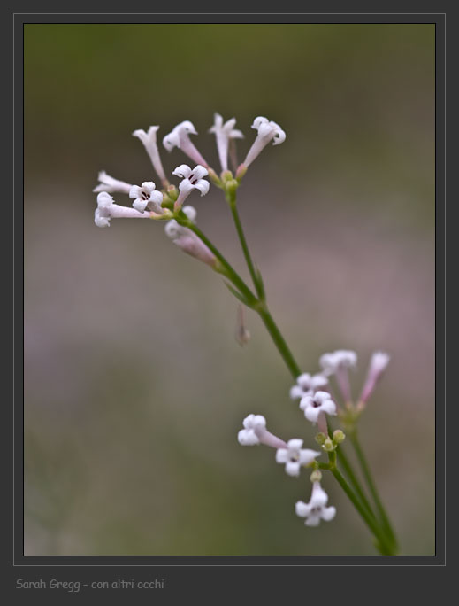 Non so dove iniziare - Asperula sp.