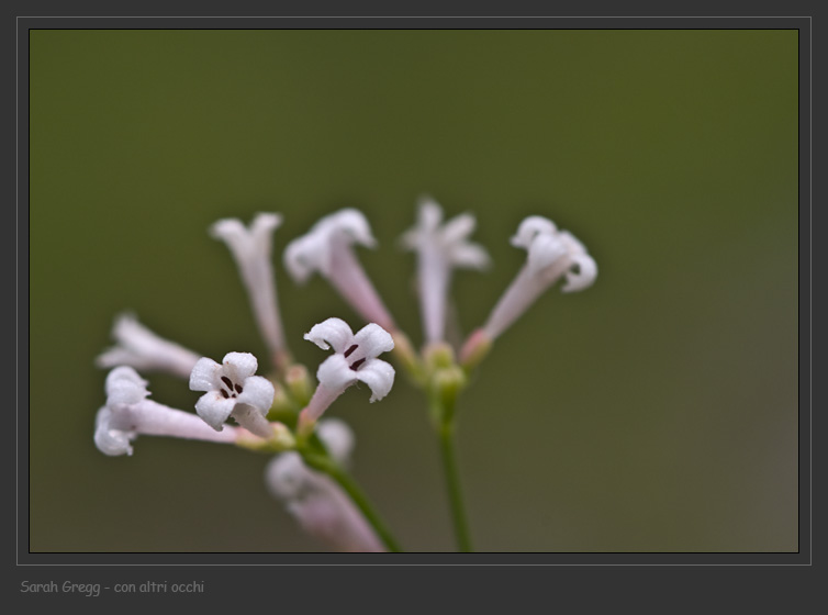 Non so dove iniziare - Asperula sp.