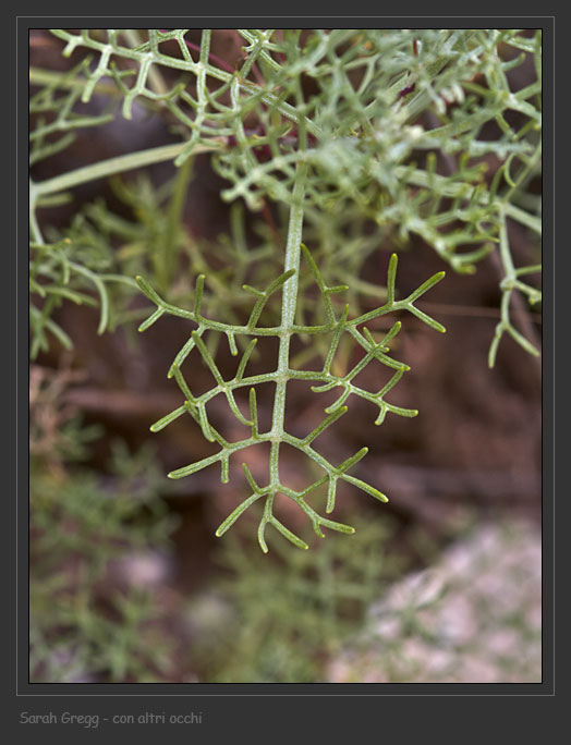 Non so dove iniziare - Asperula sp.
