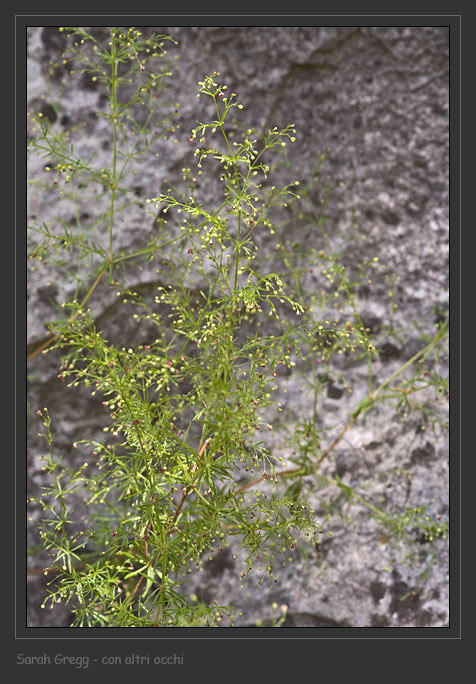 Asperula purpurea / Stellina purpurea