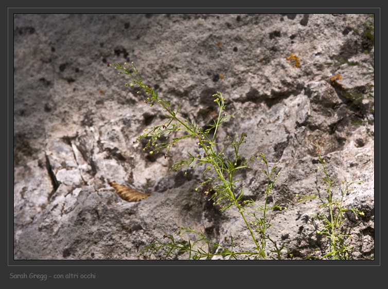 Asperula purpurea / Stellina purpurea