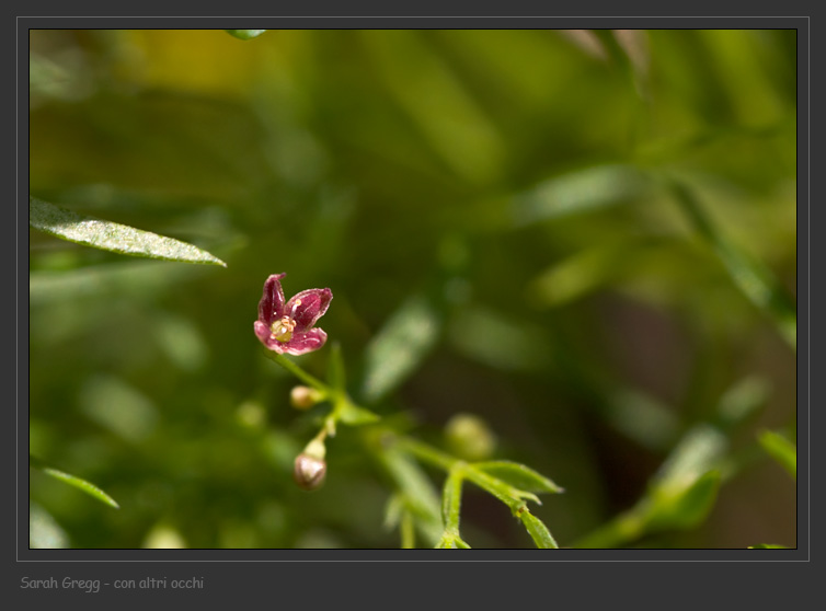 Asperula purpurea / Stellina purpurea